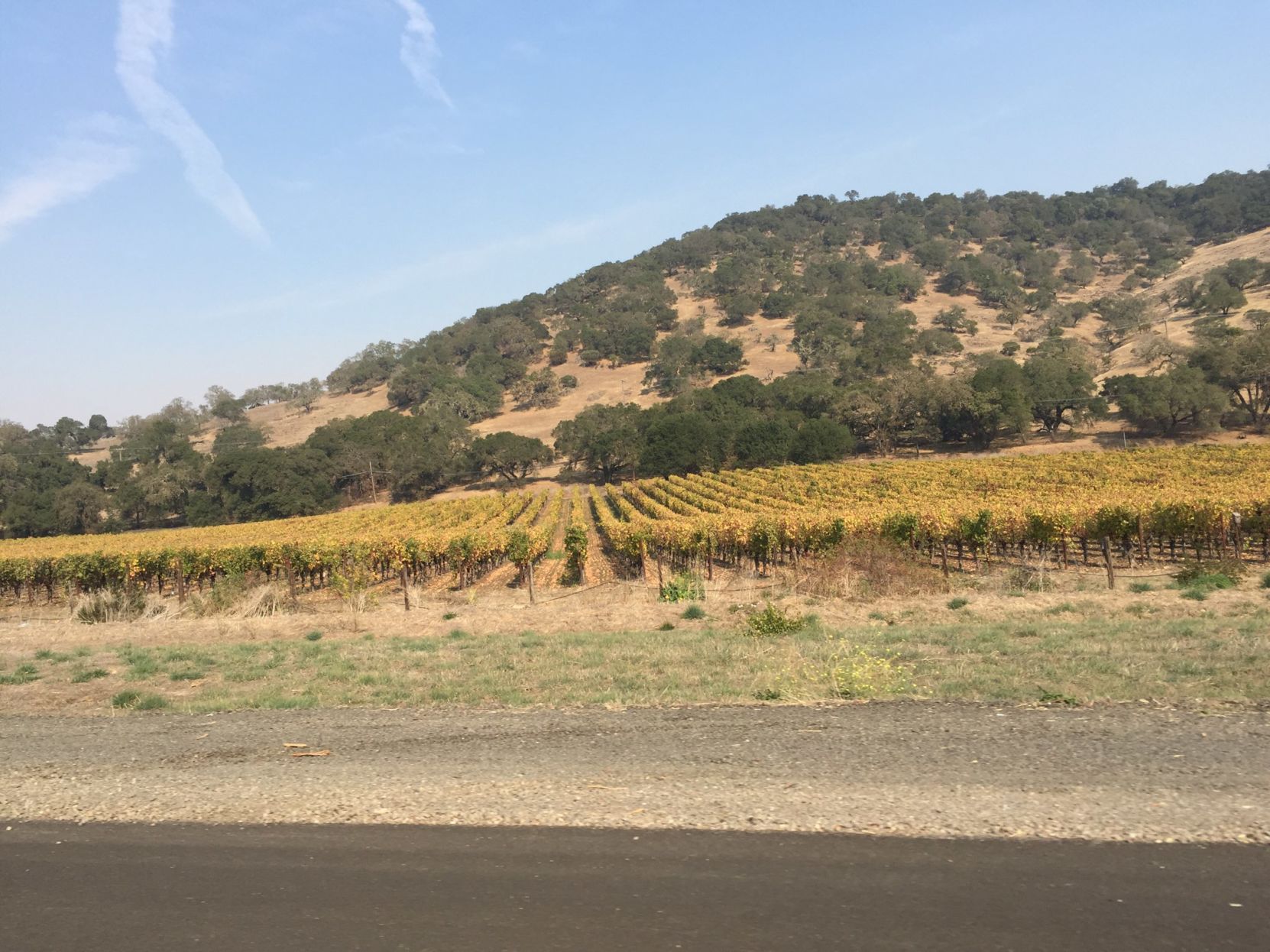 Vineyard in Napa, California